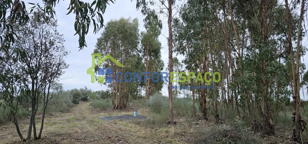 Terreno para Venda em Escalos de Baixo e Mata Foto 9