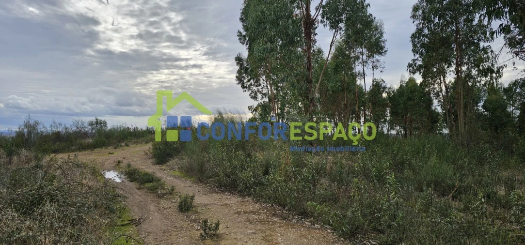 Terreno para Venda em Escalos de Baixo e Mata Foto 13