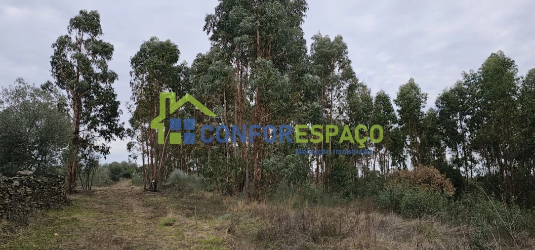 Terreno para Venda em Escalos de Baixo e Mata Foto 8