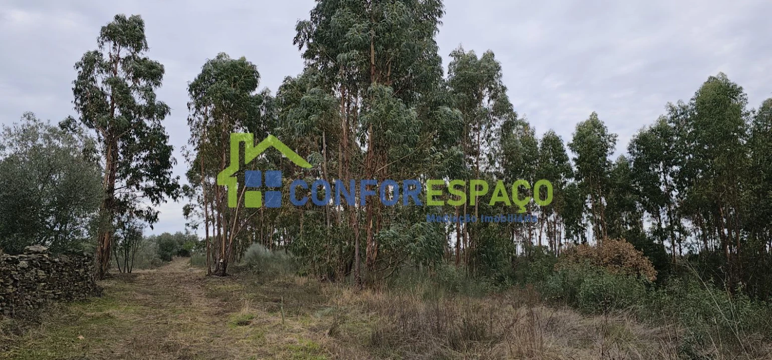 Terreno para Venda em Escalos de Baixo e Mata Foto 8