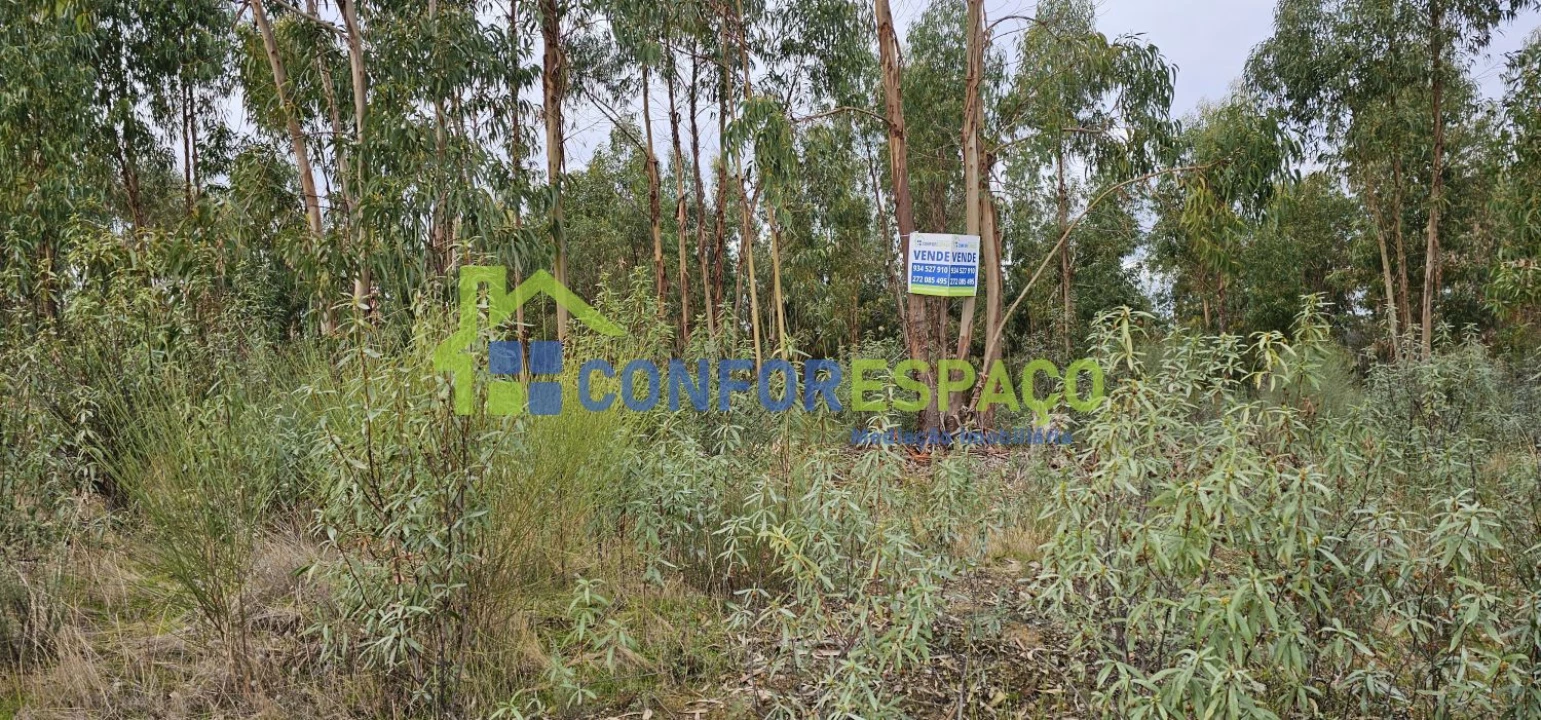 Terreno para Venda em Escalos de Baixo e Mata Foto 11