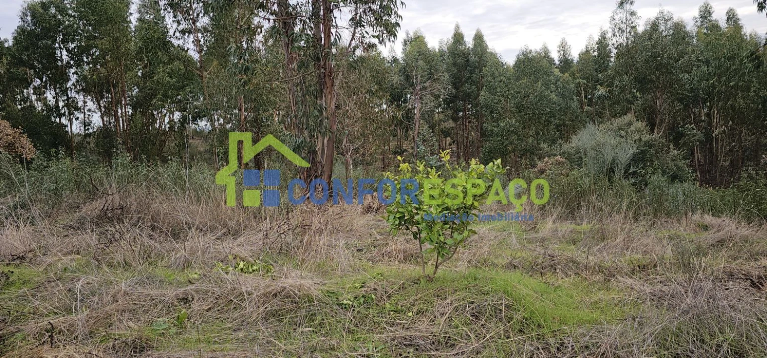 Terreno para Venda em Escalos de Baixo e Mata Foto 7