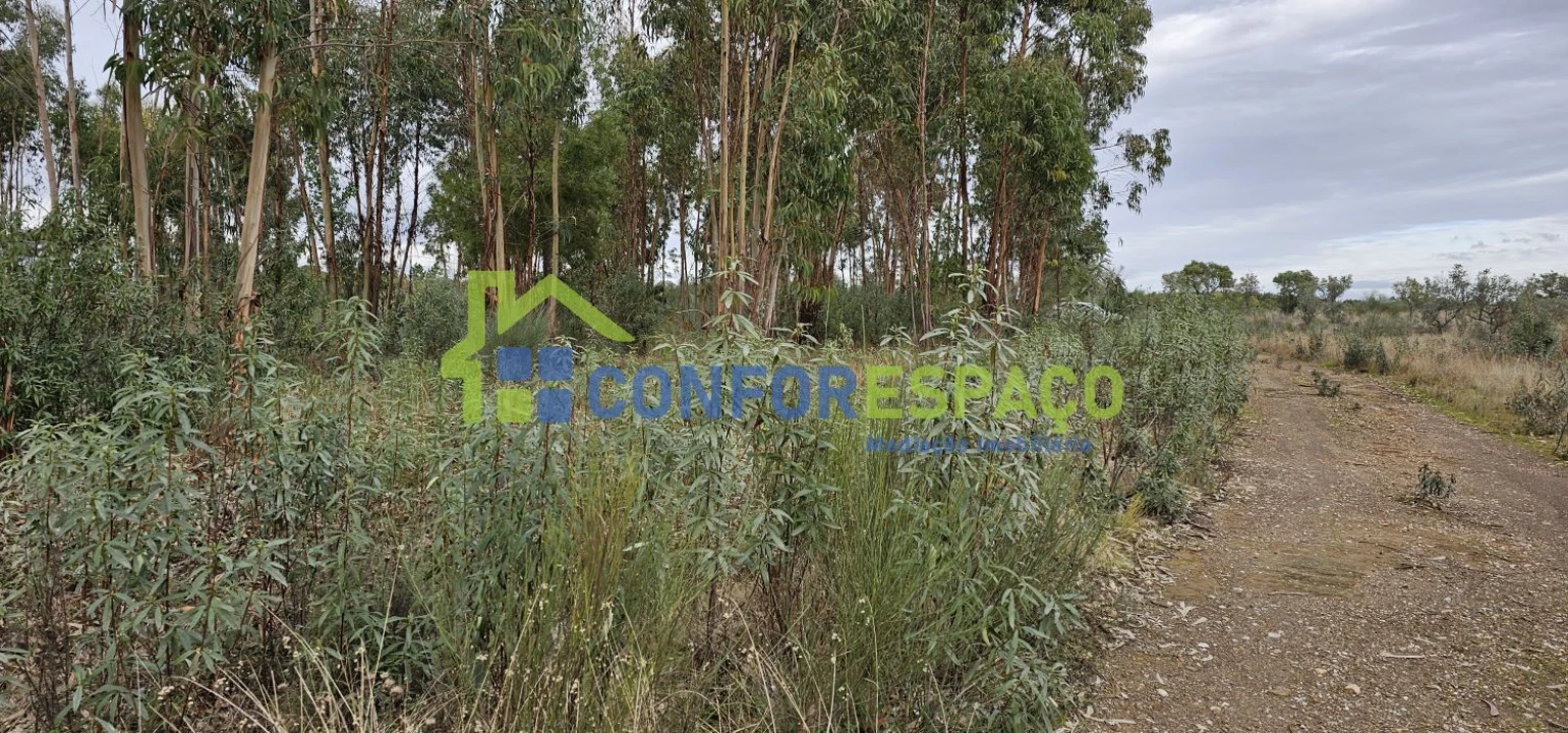 Terreno para Venda em Escalos de Baixo e Mata Foto 14