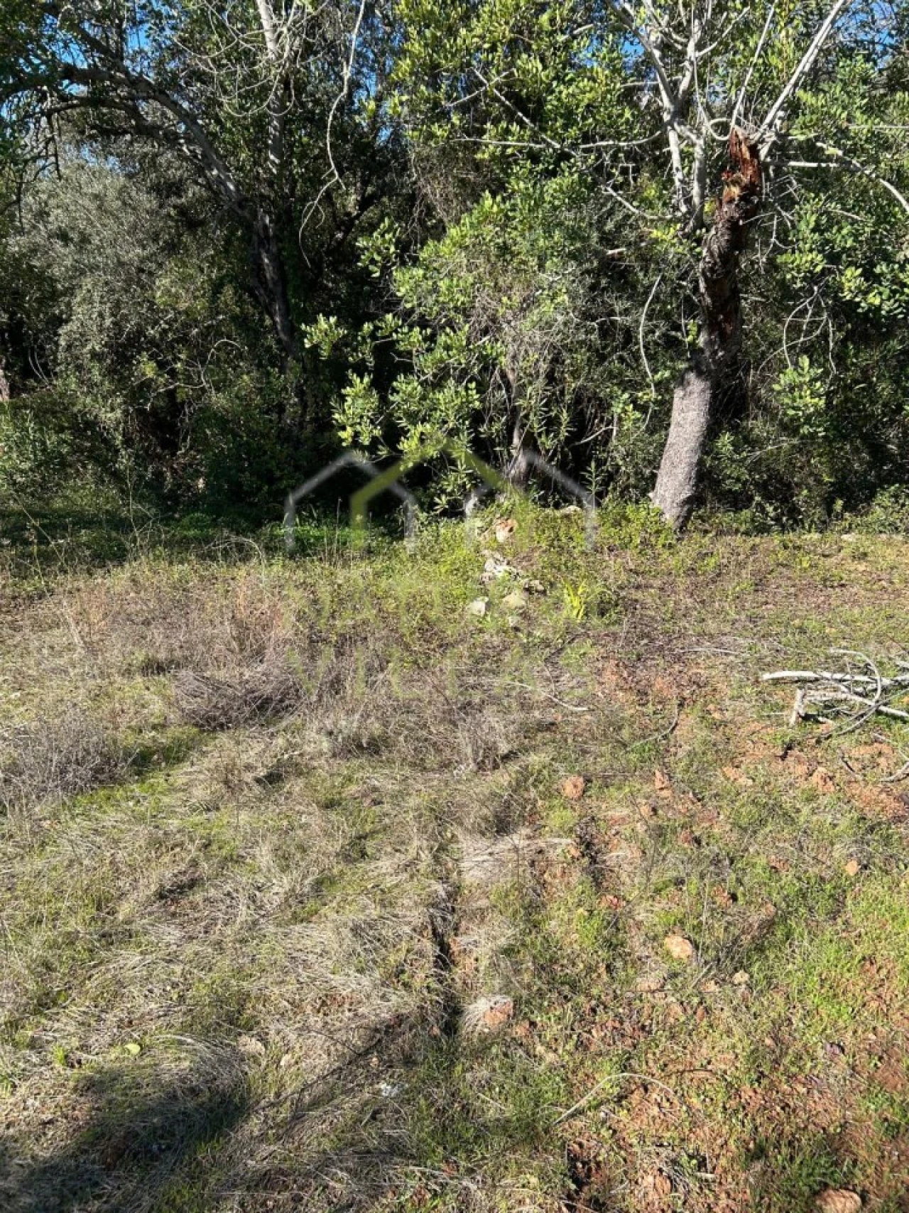 Terreno Agricola ou Rústico para Venda em Loule (São Clemente) Foto 2