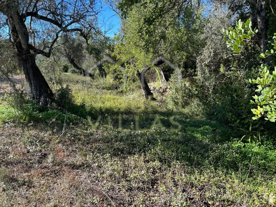 Terreno Agricola ou Rústico para Venda em Loule (São Clemente) Foto 3