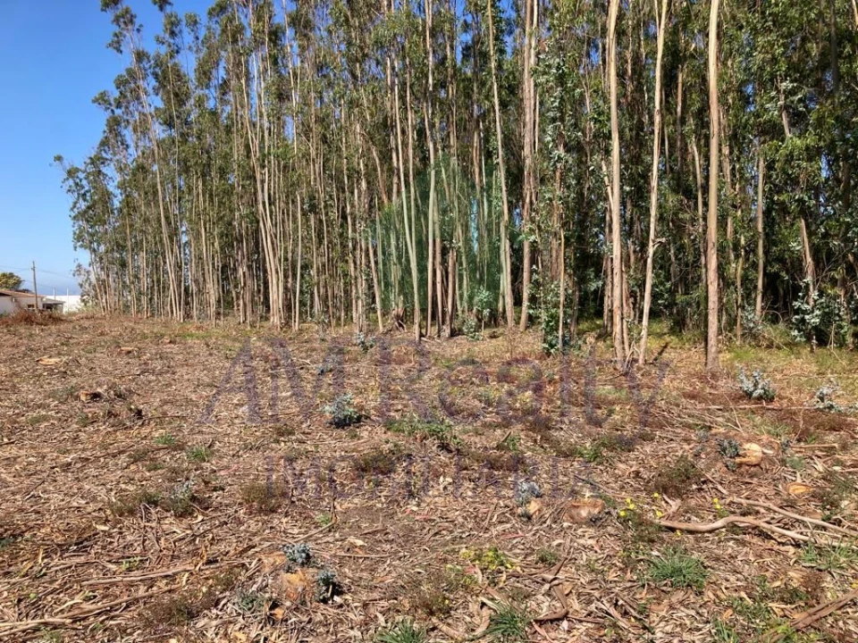 Terreno para Venda em Atouguia da Baleia Foto 3
