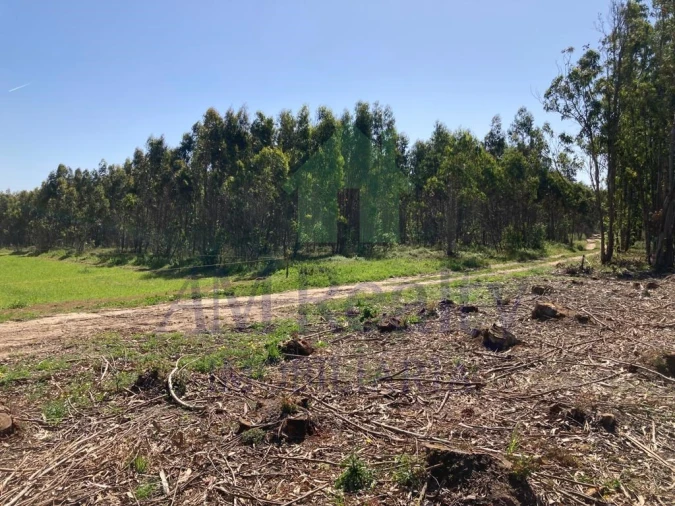 Terreno para Venda em Atouguia da Baleia Foto 2