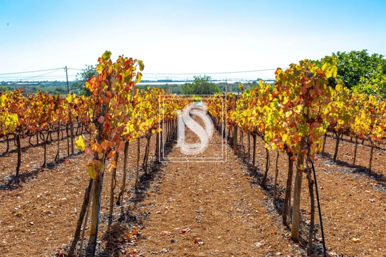 Quinta T10 para Venda em Cachopo Foto 21