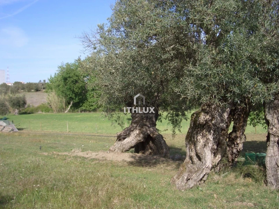 Quinta T1 para Venda em Assunção, Ajuda, Salvador e Santo Ildefonso Foto 16
