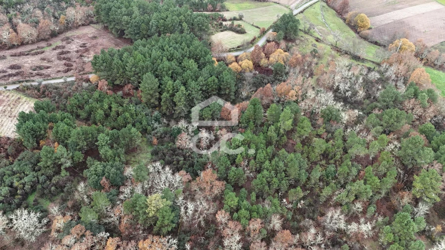 Terreno para Venda em Santa Maria Maior Foto 10