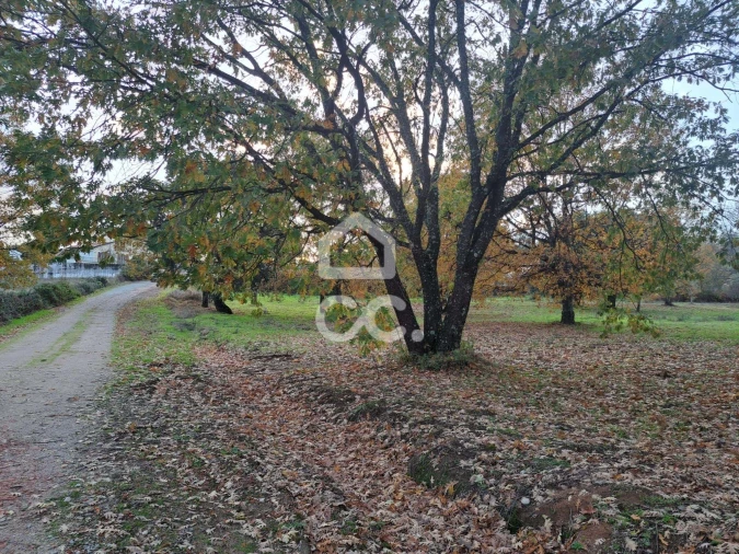 Terreno para Venda em Tortosendo Foto 4