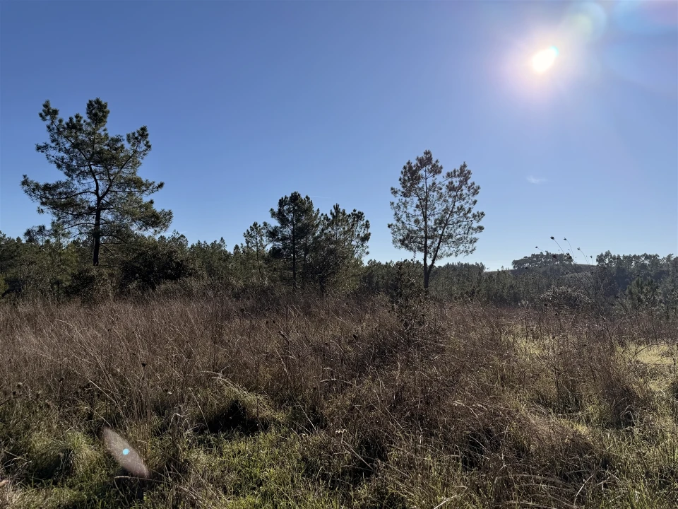 Quinta T0 para Venda em Sarzedas Foto 11