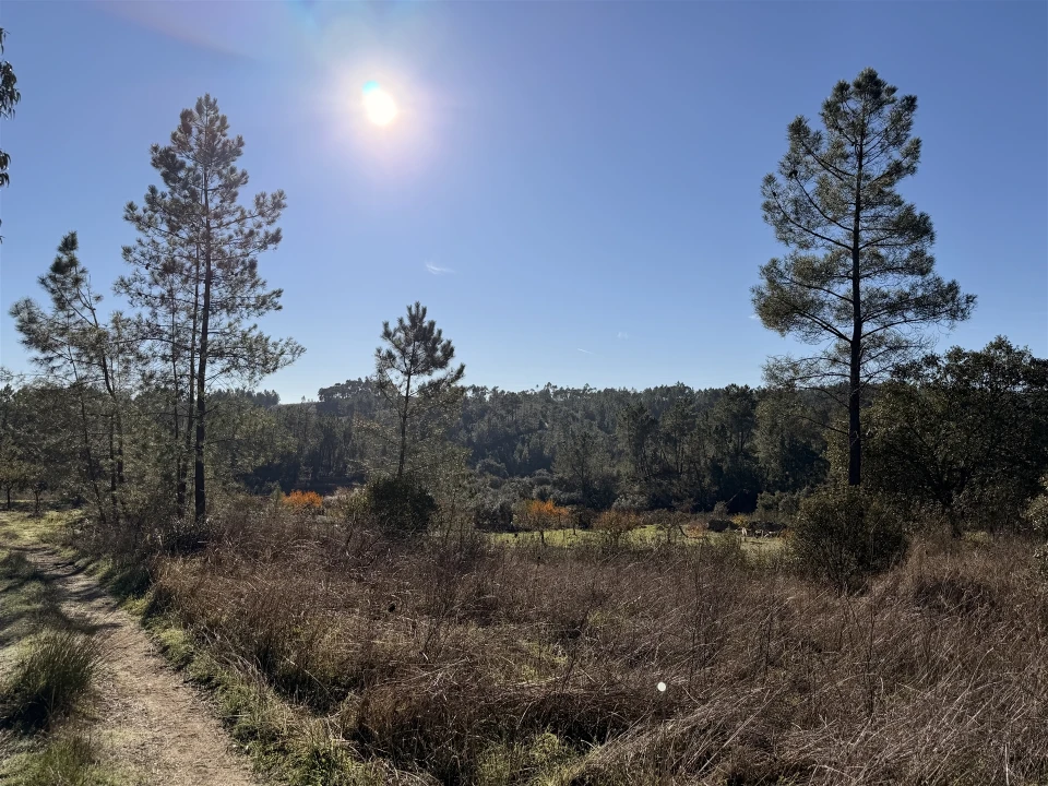 Quinta T0 para Venda em Sarzedas Foto 7