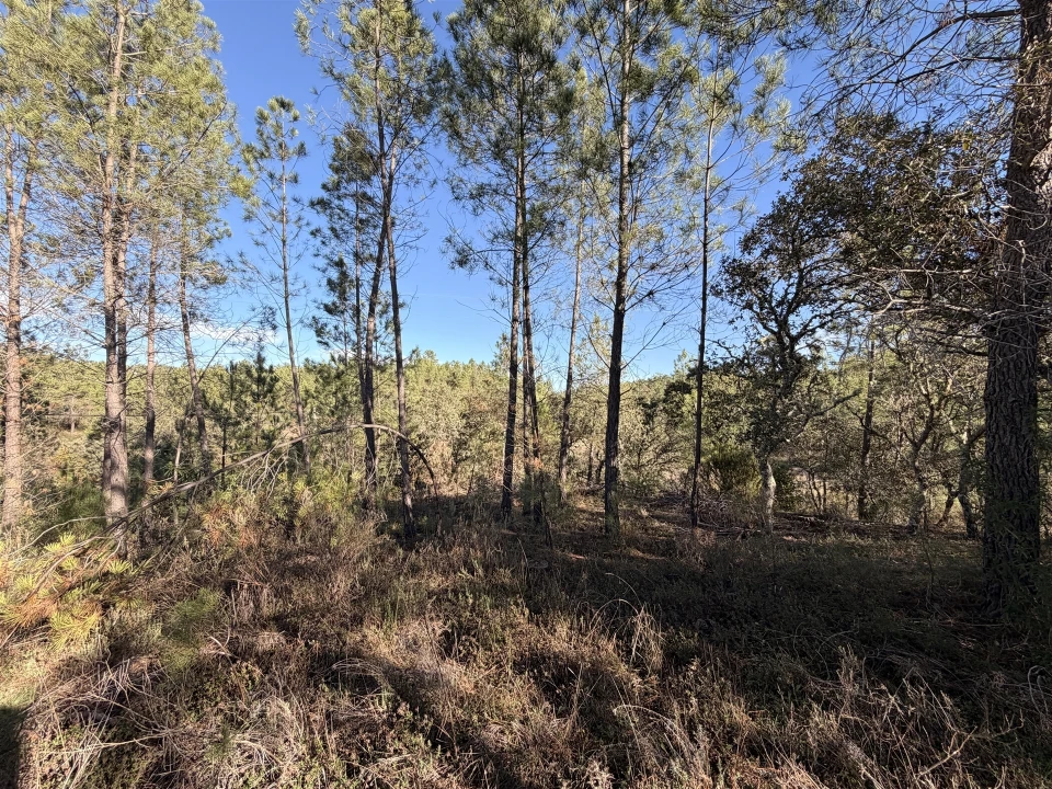 Quinta T0 para Venda em Sarzedas Foto 13