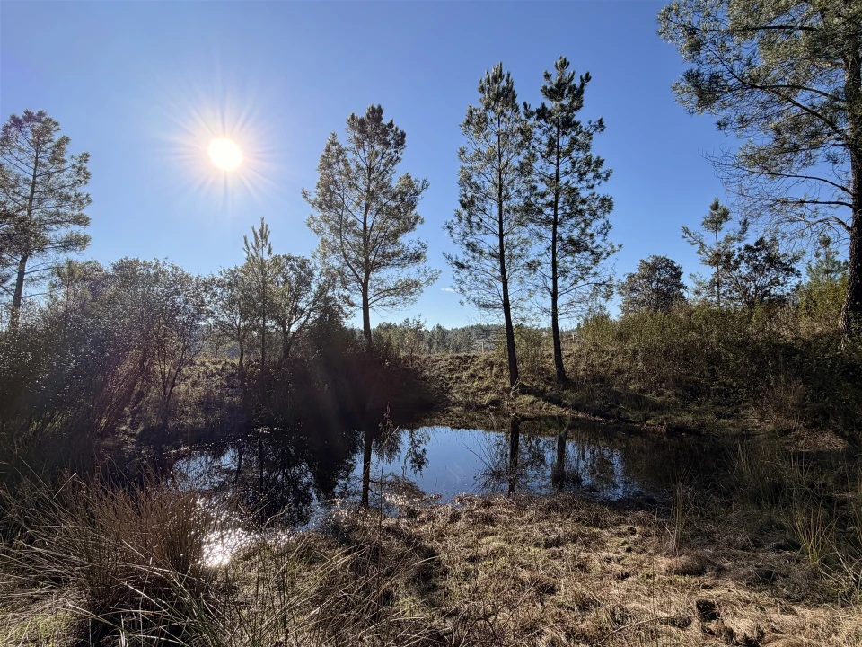 Quinta T0 para Venda em Sarzedas Foto 6