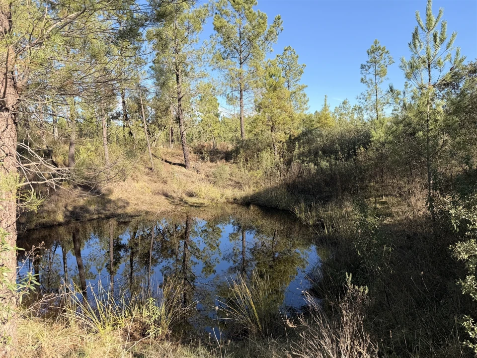 Quinta T0 para Venda em Sarzedas Foto 10
