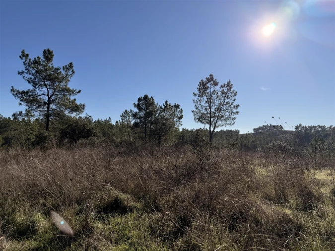 Quinta T0 para Venda em Sarzedas Foto 11