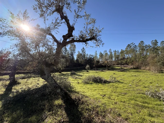 Quinta T0 para Venda em Sarzedas Foto 17