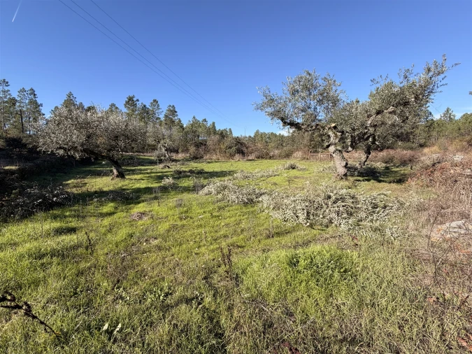 Quinta T0 para Venda em Sarzedas Foto 18