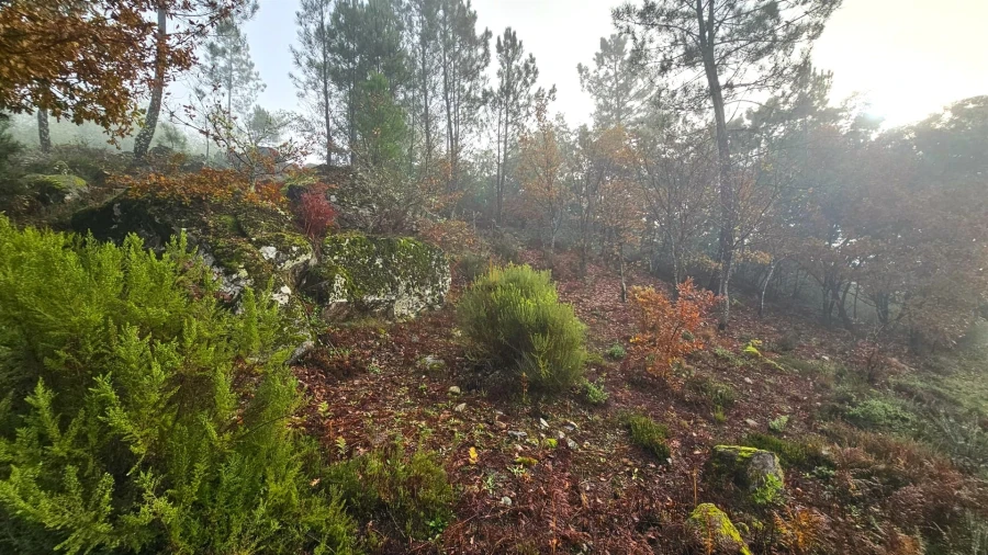 Terreno para Venda em Bodiosa Foto 4