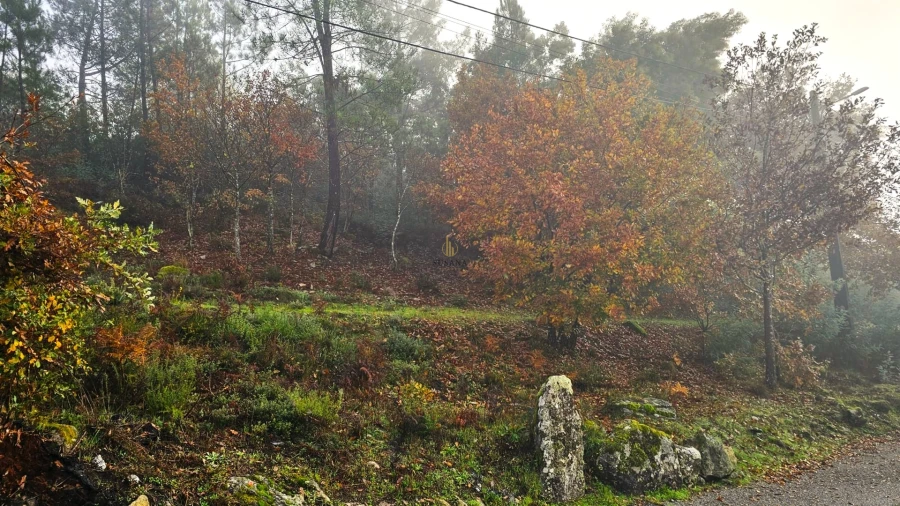 Terreno para Venda em Bodiosa