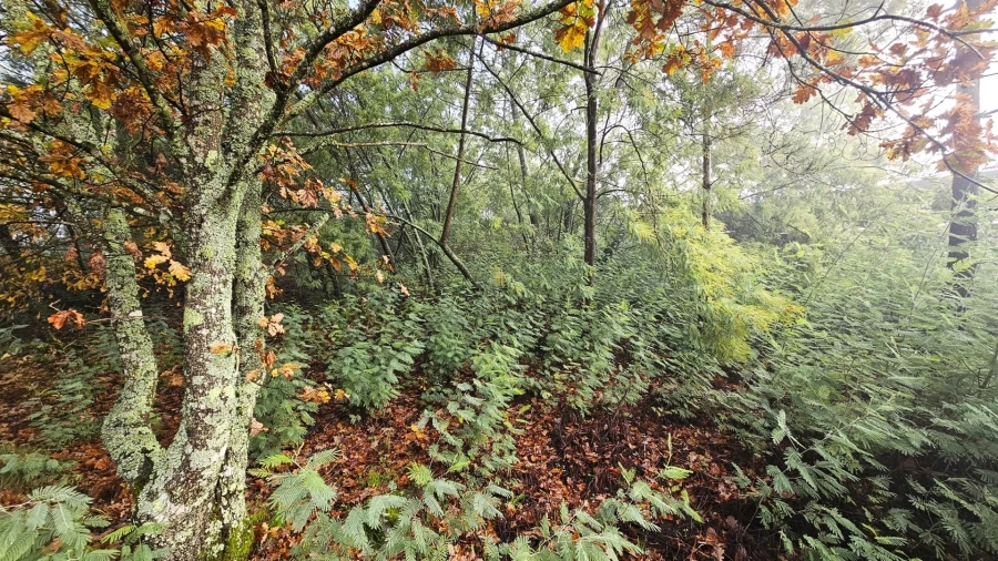 Terreno para Venda em Bodiosa Foto 3