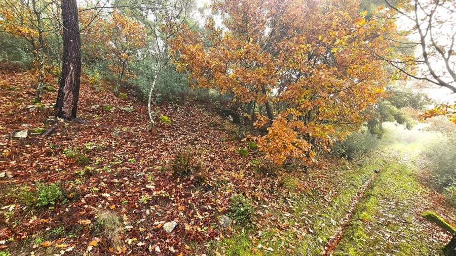 Terreno para Venda em Bodiosa Foto 2