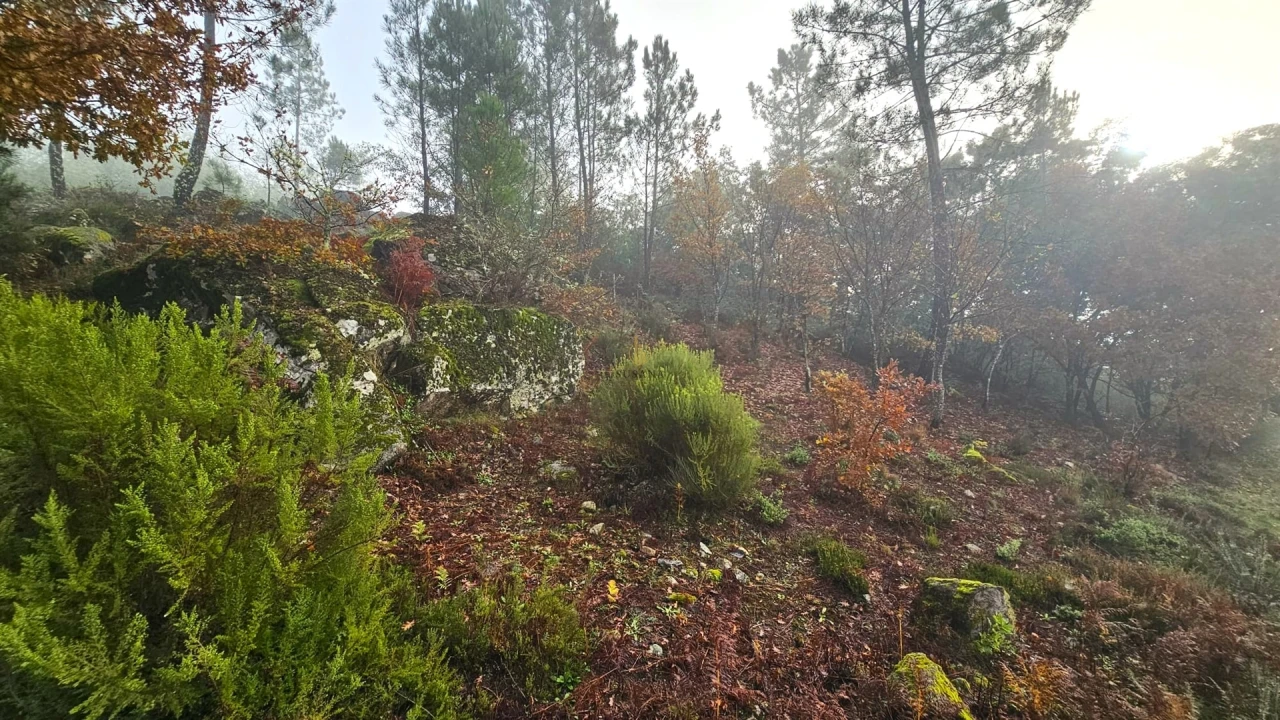 Terreno para Venda em Bodiosa Foto 4