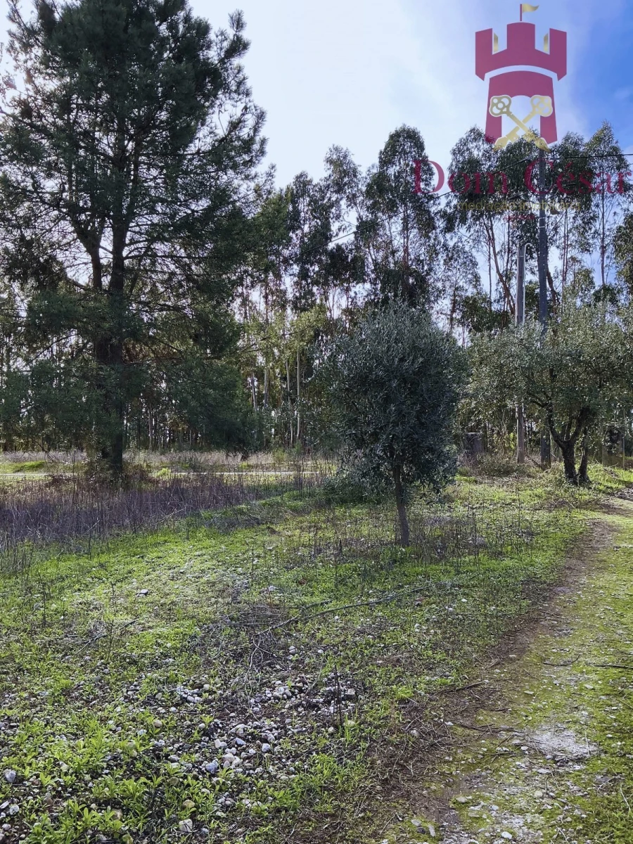 Terreno para Venda em Fazendas de Almeirim Foto 11
