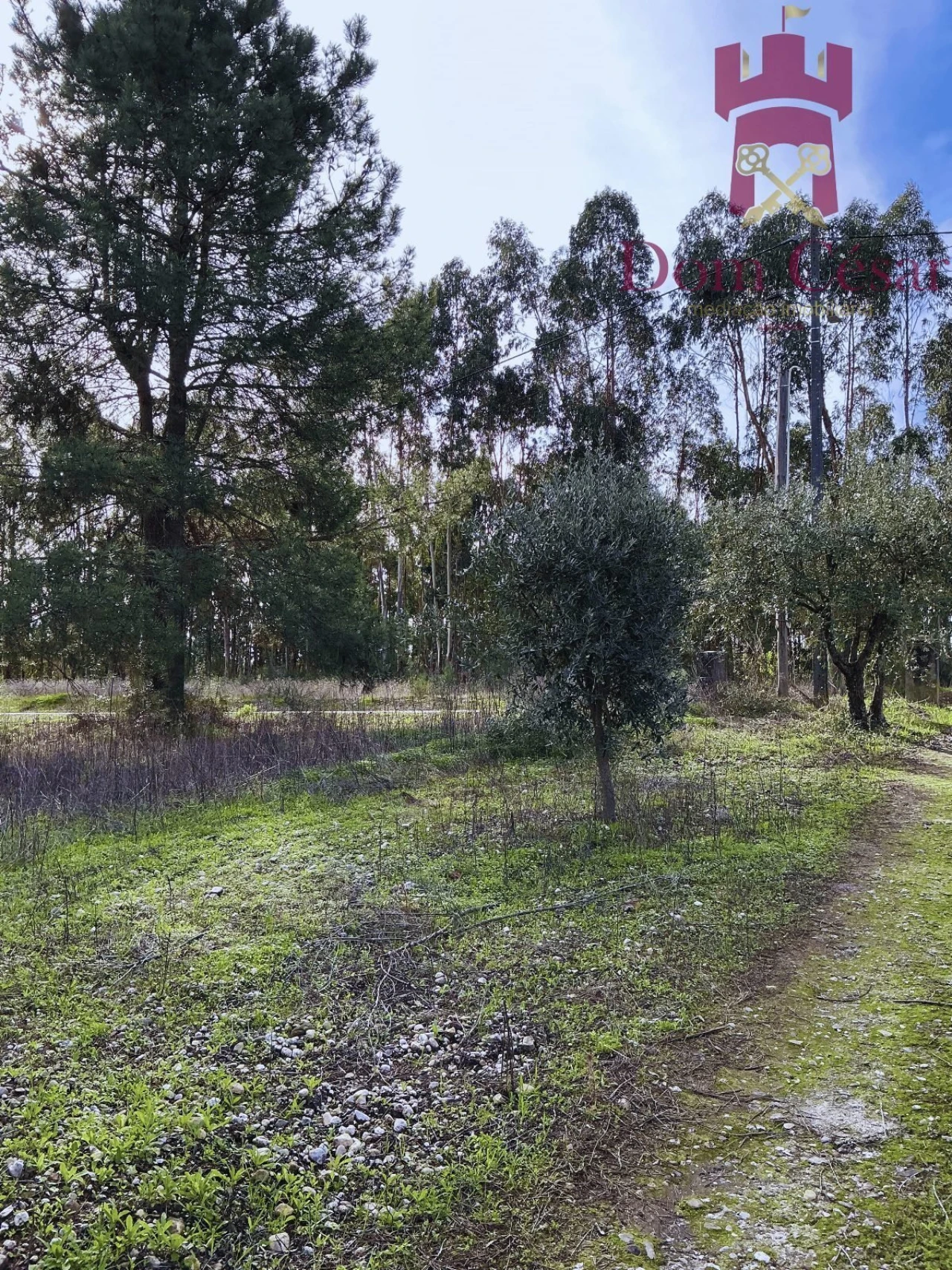 Terreno para Venda em Fazendas de Almeirim Foto 11