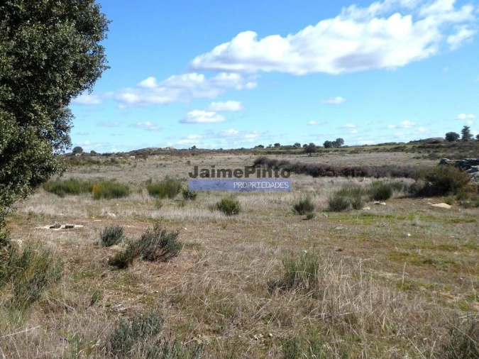 Terreno Agricola ou Rústico para Venda em Figueira de Castelo Rodrigo Foto 3