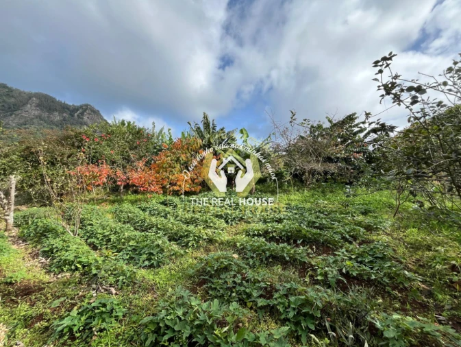 Terreno para Venda em Porto da Cruz Foto 19