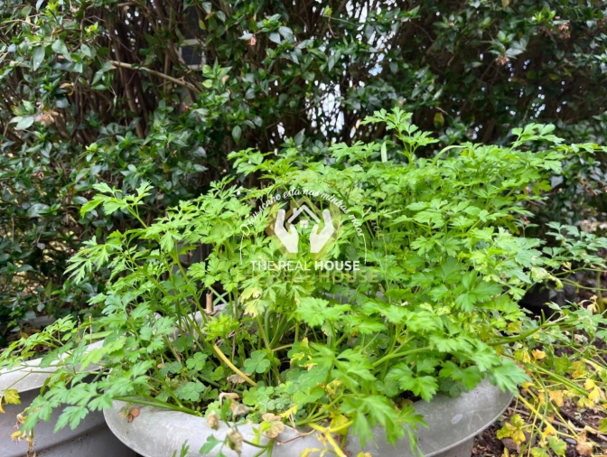 Terreno para Venda em Porto da Cruz Foto 26