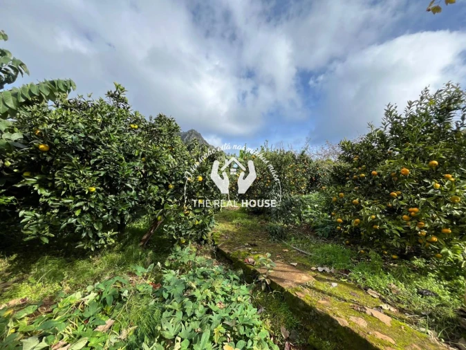 Terreno para Venda em Porto da Cruz Foto 22