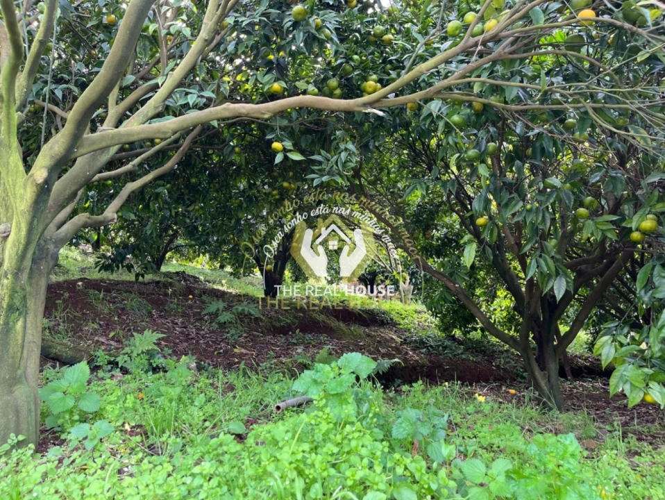 Terreno para Venda em Porto da Cruz Foto 22