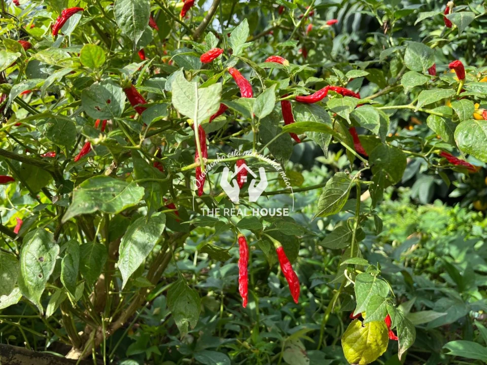 Terreno para Venda em Porto da Cruz Foto 26
