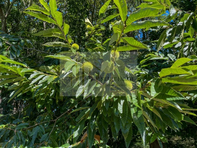 Quinta T6 para Venda em Valongo do Vouga Foto 30
