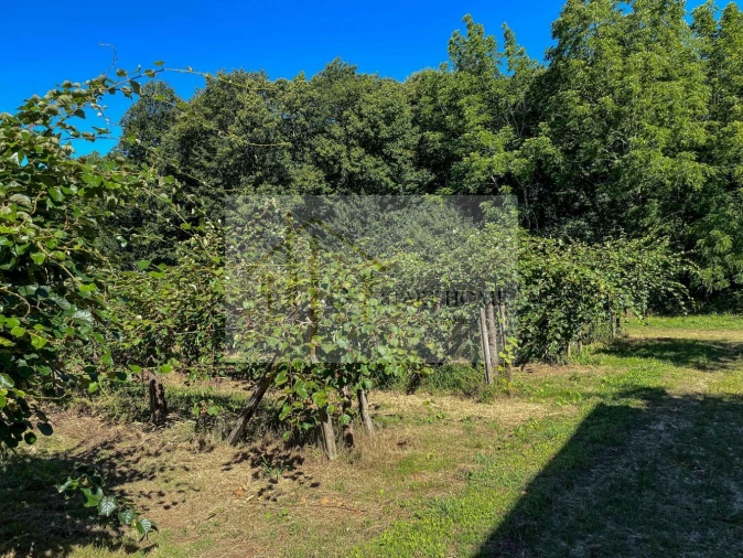 Quinta T6 para Venda em Valongo do Vouga Foto 17