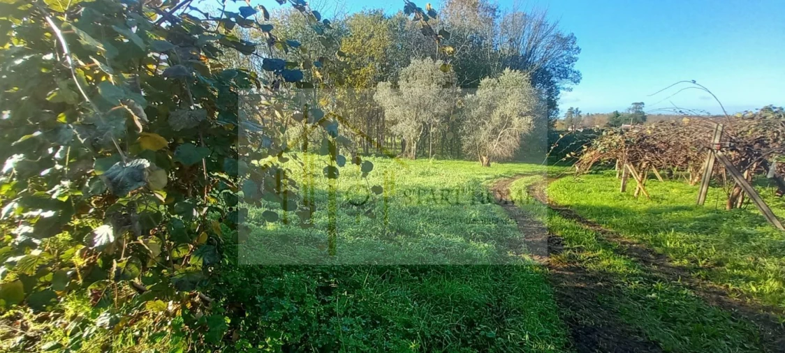 Quinta T6 para Venda em Valongo do Vouga Foto 43