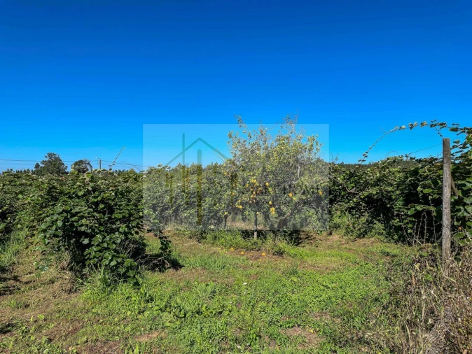 Quinta T6 para Venda em Valongo do Vouga Foto 4