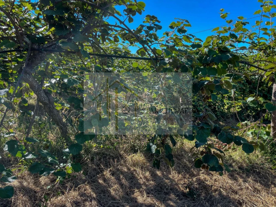 Quinta T6 para Venda em Valongo do Vouga Foto 6