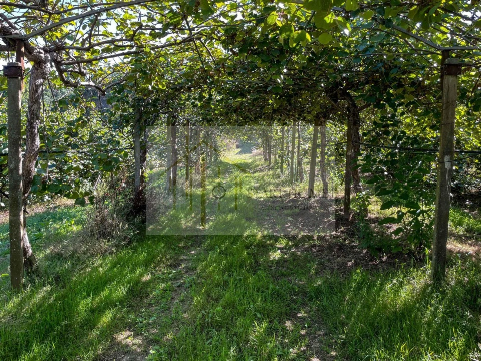 Quinta T6 para Venda em Valongo do Vouga Foto 14