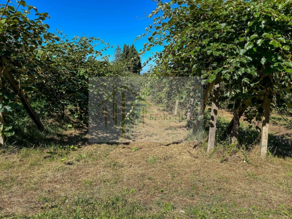 Quinta T6 para Venda em Valongo do Vouga Foto 18