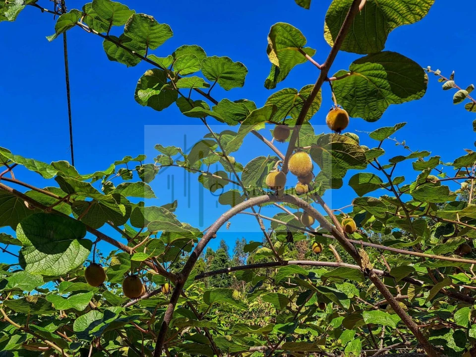 Quinta T6 para Venda em Valongo do Vouga Foto 36