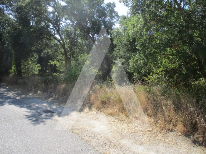 Terreno para Venda em Oiã Foto 2