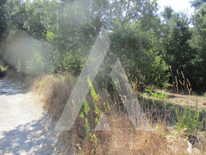 Terreno para Venda em Oiã Foto 6