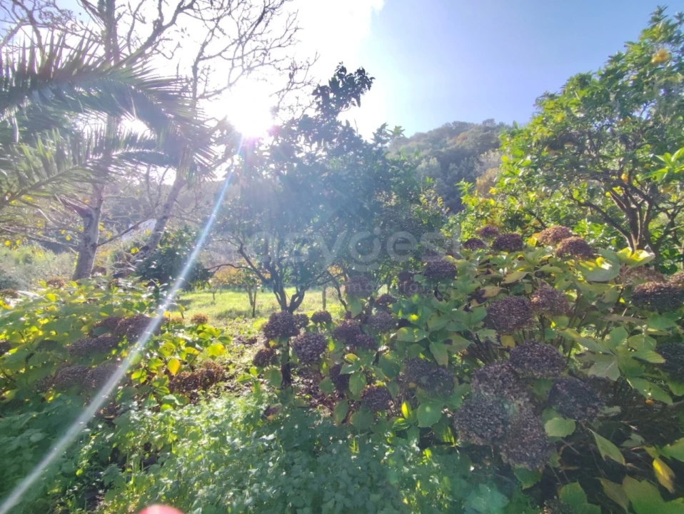 Quinta T4 para Venda em Colares Foto 3