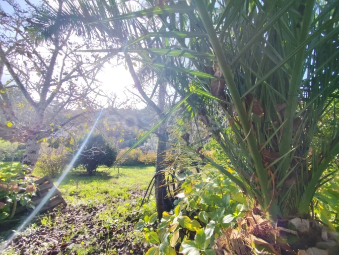 Quinta T4 para Venda em Colares Foto 4