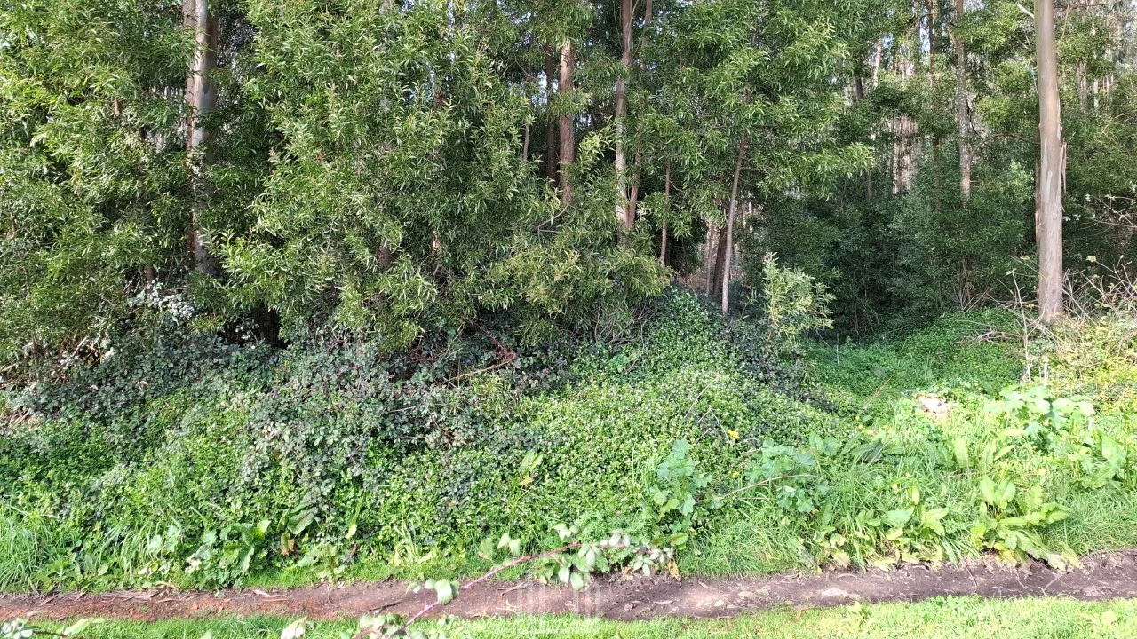 Terreno Agricola ou Rústico para Venda em Ovar, São João, Arada e São Vicente de Pereira Jusã Foto 4