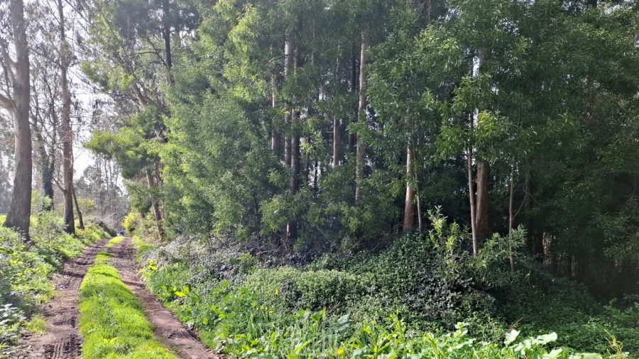 Terreno Agricola ou Rústico para Venda em Ovar, São João, Arada e São Vicente de Pereira Jusã Foto 5